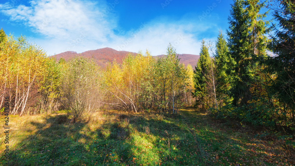 forest in fall colors on the grassy hills. mountainous countryside scenery in morning light. bright blue sky with fluffy clouds