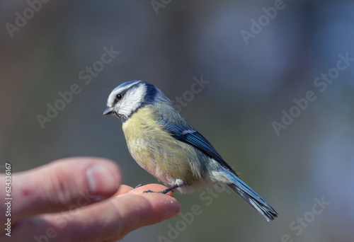 a small bird is sitting on a man's arm. a bird with yellow and blue feathers. lazorevka. wildlife. free birds. © Diana