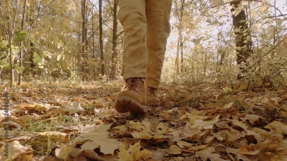 Woman walks in forest with yellow foliage on sunny day. Woman walks in forest with yellow foliage on sunny day.