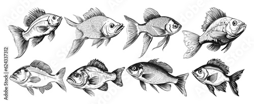 Collection of fish in hand drawn style 