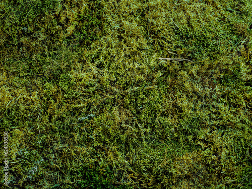 Green moss texture background. Top view of natural green moss. Can use as forest background for cosmetic mock up. Copy space for text or design. Studio shot