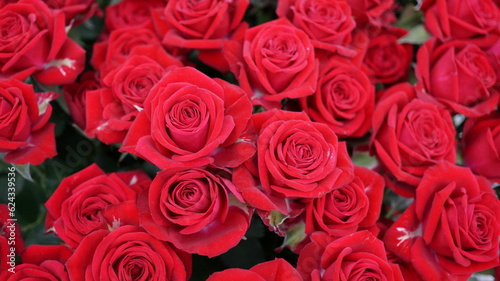 華やかな深紅の薔薇（品名：レディラブ） © 花 山本