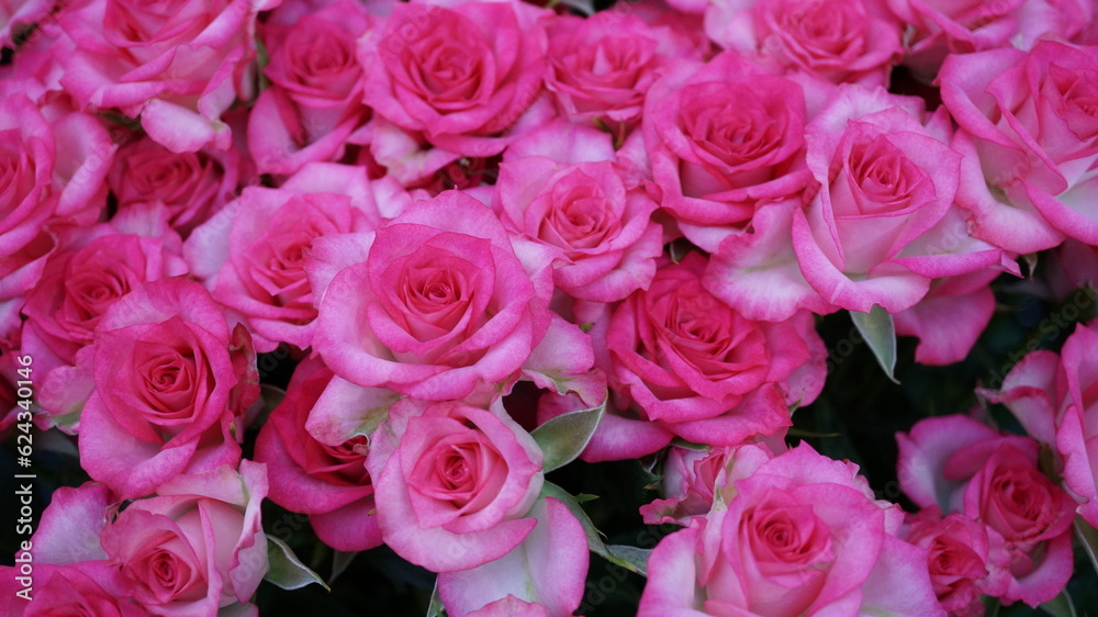 ピンクの縁取りが美しい薔薇の花束(品名:ルミナリア) ピンクの縁取りが美しい薔薇の花束(品名:ルミナリア)