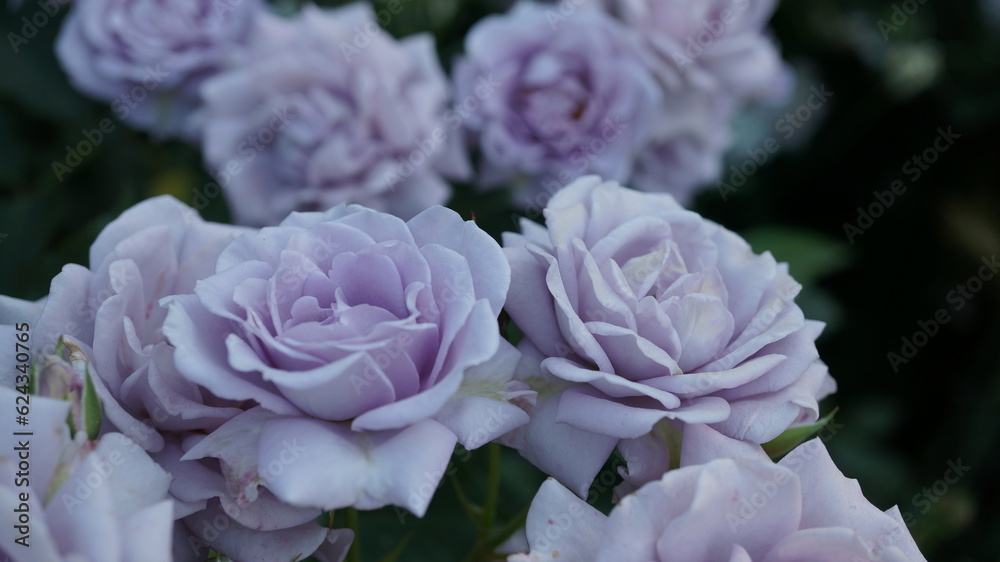 上品な藤紫の薔薇（品名：ラブリー・ブルー）