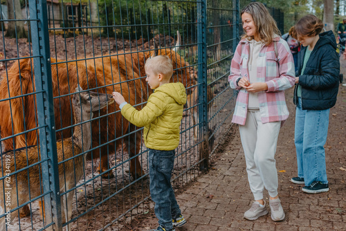 Family with child in zoo feeds buffalo. Happy family, young mother with three children, cute laughing toddler boy and a teen age girl and boy feeding buffalo during a trip to a city zoo on a hot