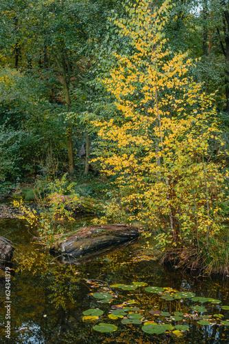 Fototapeta Naklejka Na Ścianę i Meble -  The autumn foliage of the trees is reflected in the pond. Autumn pond trees. Autumn trees reflection in water. Autumn nature landscape