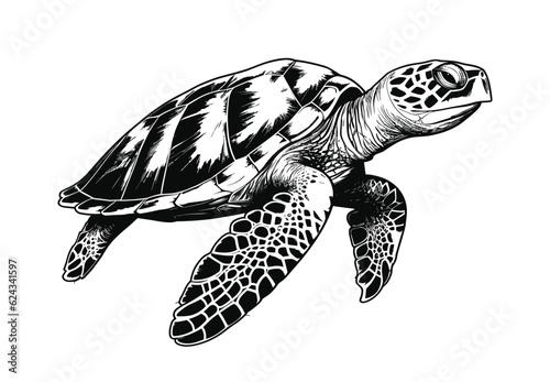 Hand drawn turtle vector illustration