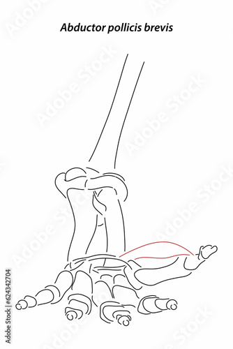 Medical illustration of Abductor pollicis brevis hands muscle. Line drawings image for student learning, medicine, and sports science. photo