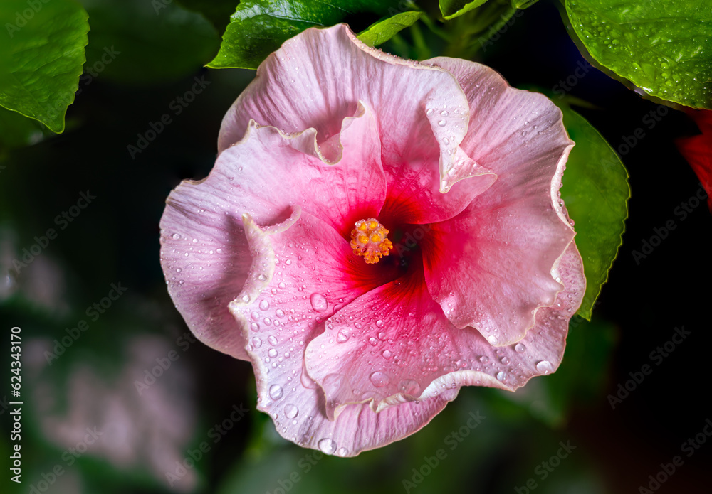 Close up to a violet hibiscus flower. A pink hibiscus in a malaysian backyard. The bloom dust of the blossoms in center. The national flower of Malaysia. High resolution macro photography Close up to a violet hibiscus flower. A pink hibiscus in a malaysian backyard. The bloom dust of the blossoms in center. The national flower of Malaysia. High resolution macro photography