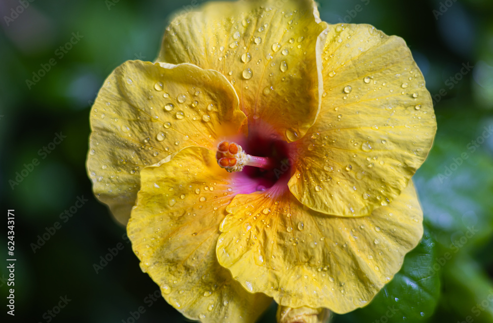 Fototapeta premium A close-up reveals the radiant glory of a yellow hibiscus. Its bold petals burst forth, a sunlit symphony. At its heart, a crimson core stirs the soul. Close up of a large tropical summer flower