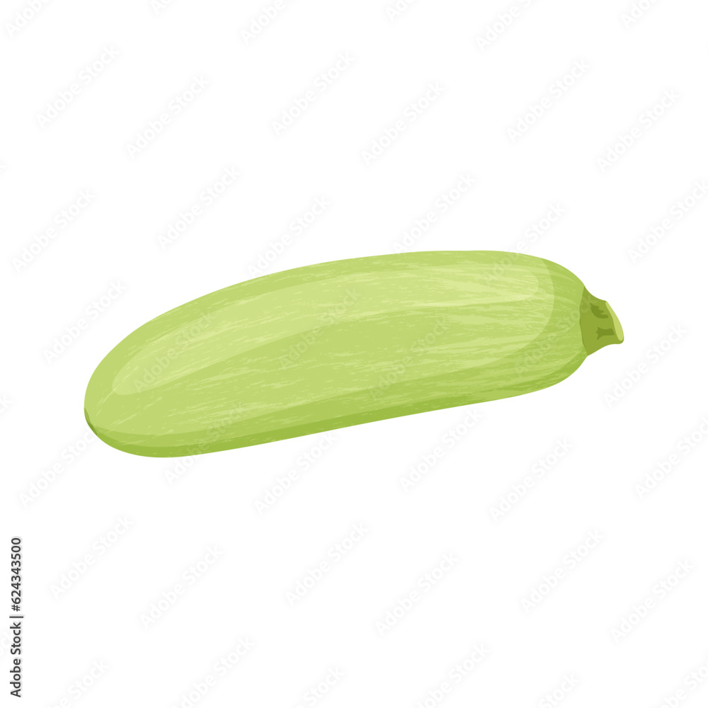 Zucchini autumn vegetable, Harvest squash on a white background. Vector illustration.