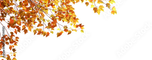 autumn leaves on white background photo