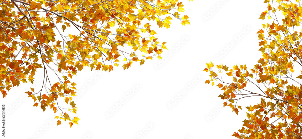 Isolated autumn leaves background Isolated autumn leaves background