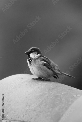 bird on a branch