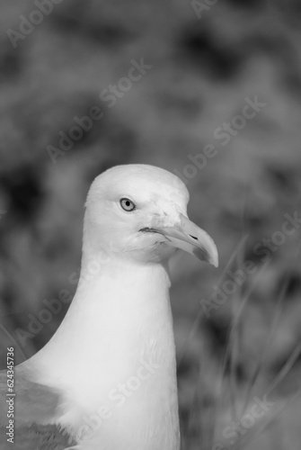 seagull on the rock