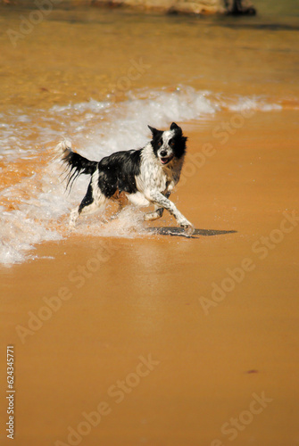 dog on the beach