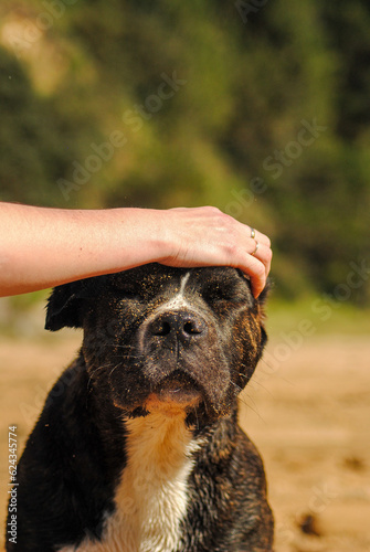 dog