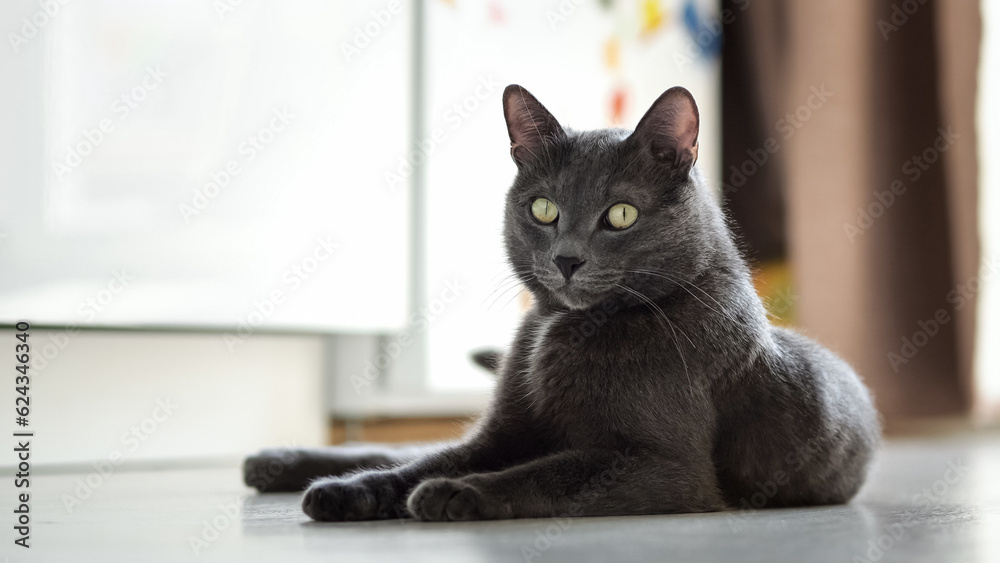 Domestic lordly gray cat with satisfied muzzle lies on the floor.