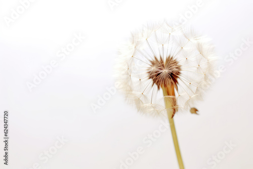 Dandelion On White Background  Space For Text. Generative AI