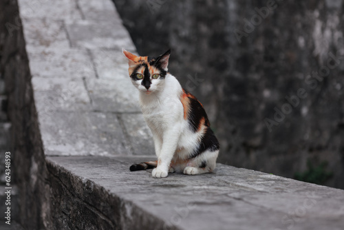 Cat sitting on the stone steps. Cat in the old town 