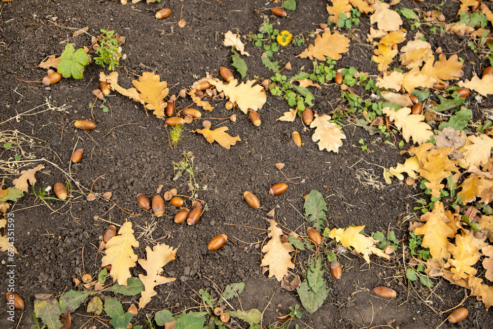 Autumn background fallen oak leaves and ripe acorns lie on the forest ground. Quercus robur, commonly known as petiolate oak, European oak