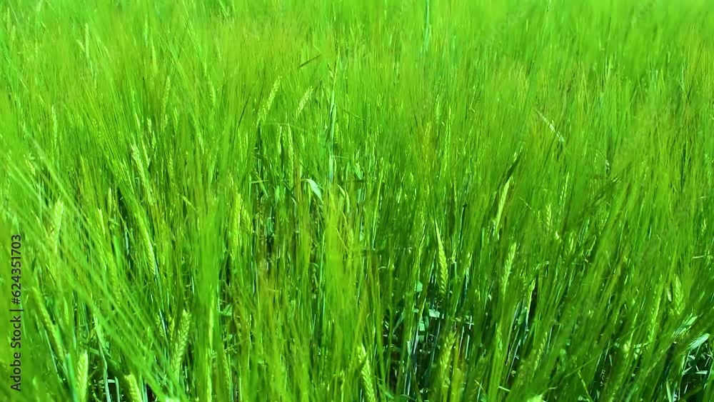 Sunlit green rye close-up sprouts in field on blue sky background. Concept of agriculture. Rye grain is used for flour, bread, beer, some whiskeys, vodkas, and animal fodder. Selective focus and blur. Sunlit green rye close-up sprouts in field on blue sky background. Concept of agriculture. Rye grain is used for flour, bread, beer, some whiskeys, vodkas, and animal fodder. Selective focus and blur.