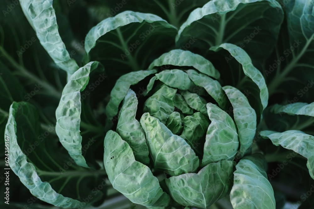 Obraz premium white cabbage cultivation on a farm for business, in the fields, care
