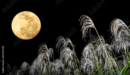 Canvastavla お月見。中秋の名月とススキ。秋の夜のコンセプト。