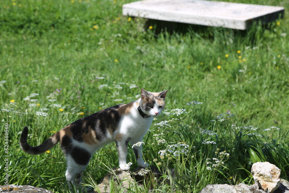 Photo of a cat in the meadow. Young feline look the sky, Italy.