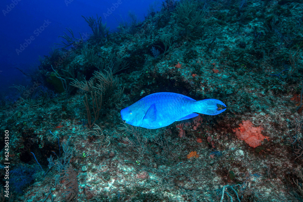 Fototapeta premium Marine Life Underwater