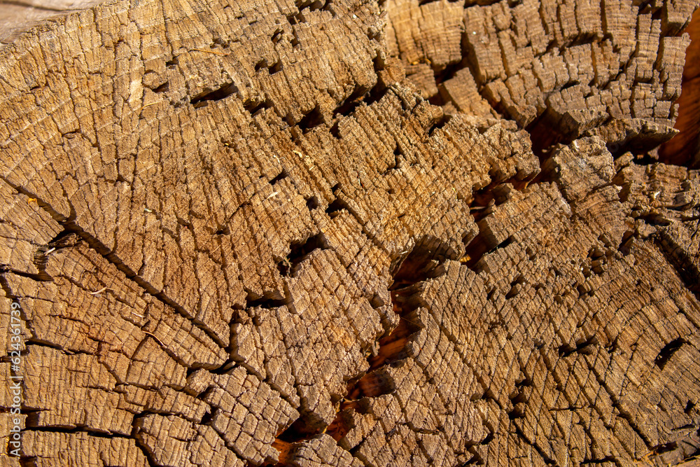 The texture of the stump in the cut. Cutting down trees for firewood