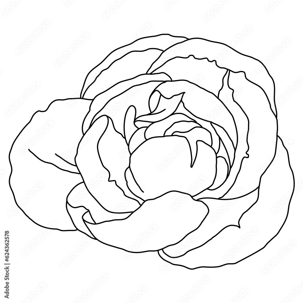 Peony flower blooming line art. Hand drawn realistic detailed vector illustration. Black and white clipart. Peony flower blooming line art. Hand drawn realistic detailed vector illustration. Black and white clipart.