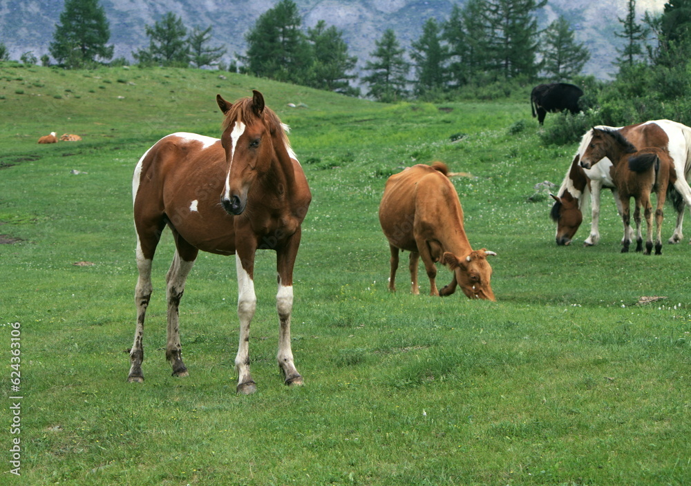 Village of Chibit, Altai Republic, Russia - 06/28/2022. A herd of horses grazing on a green meadow