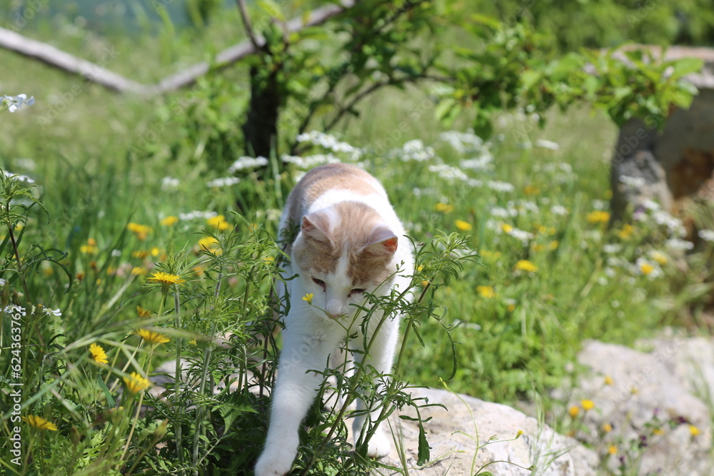 Obraz premium Photo of a cat in the meadow. Young feline look the sky, Italy.