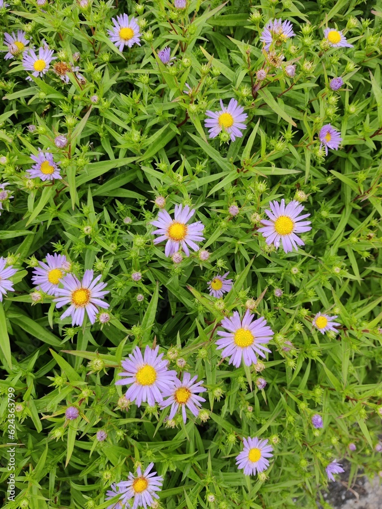 field of aster flowers