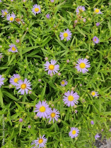 Obraz na płótnie field of aster flowers w salonie