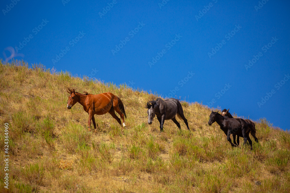 A herd of horses graze in the meadow in summer, eat grass, walk and frolic. Pregnant horses and foals, livestock breeding concept.