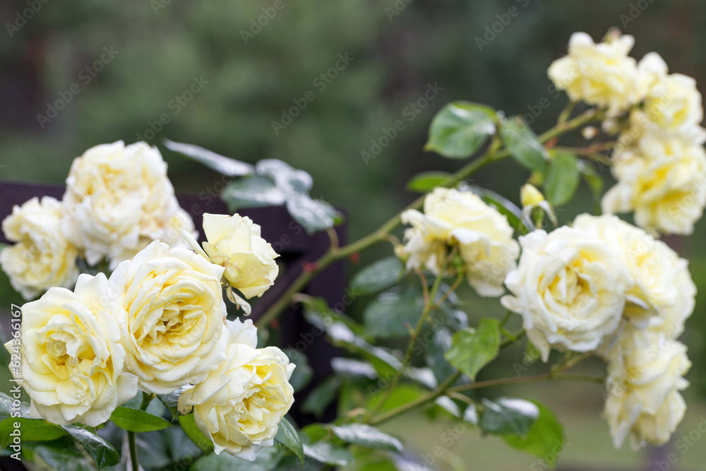 Blooming nostalgic white climbing rose on wooden trellis in beautiful summer garden Blooming nostalgic white climbing rose on wooden trellis in beautiful summer garden