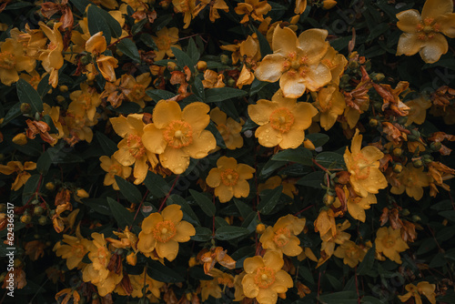 lots of yellow flowers in moody style