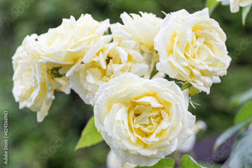 Blooming nostalgic white climbing rose on wooden trellis in beautiful summer garden