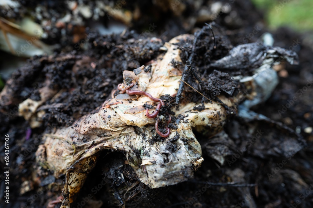 soil fungi storing carbon through carbon sequestration on a farm, receiving carbon credits soil fungi storing carbon through carbon sequestration on a farm, receiving carbon credits