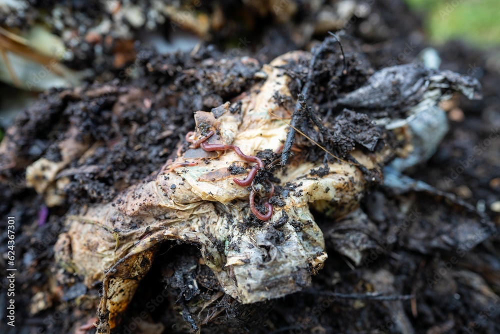 soil fungi storing carbon through carbon sequestration on a farm, receiving carbon credits soil fungi storing carbon through carbon sequestration on a farm, receiving carbon credits