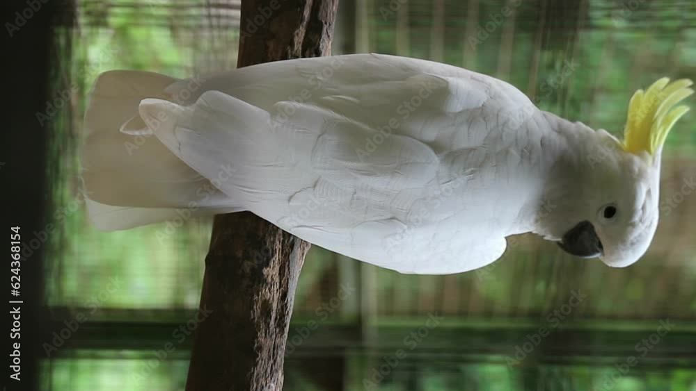 The Yellow-crested Cockatoo which has the scientific name Cacatua