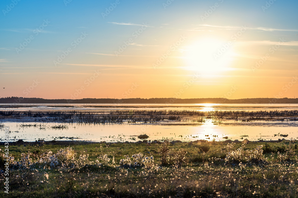 Sunset at a lake with Thistle flowers