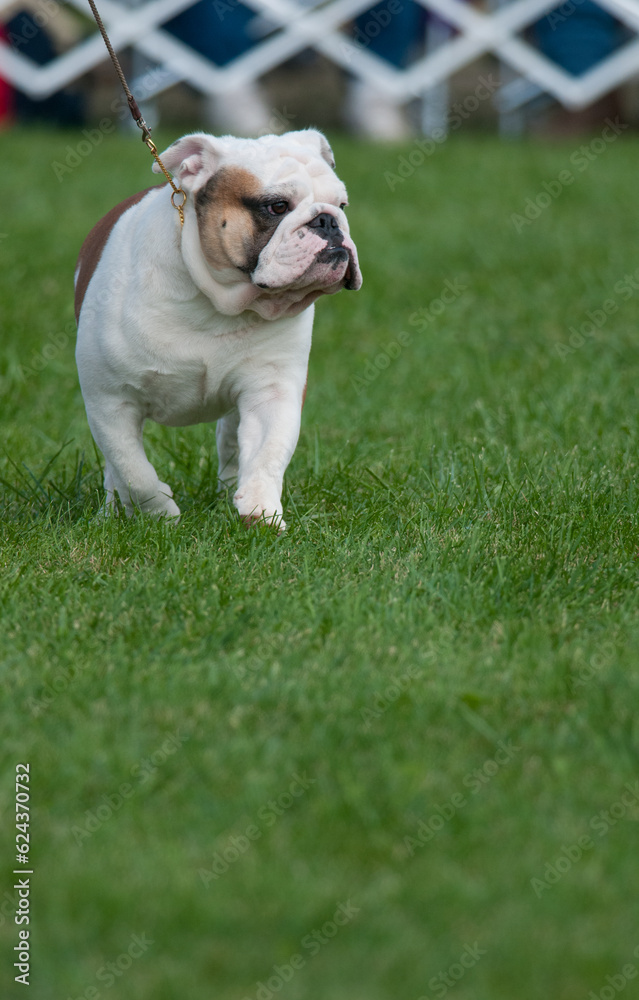 Bulldog walking on grass and looking away