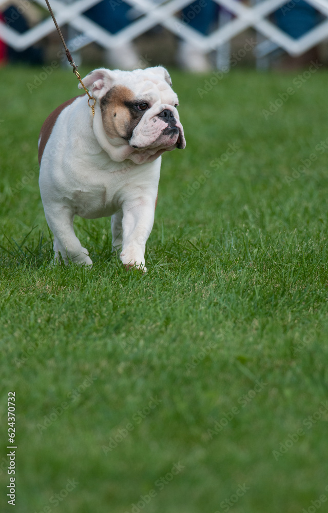 Bulldog walking on grass and looking away Bulldog walking on grass and looking away