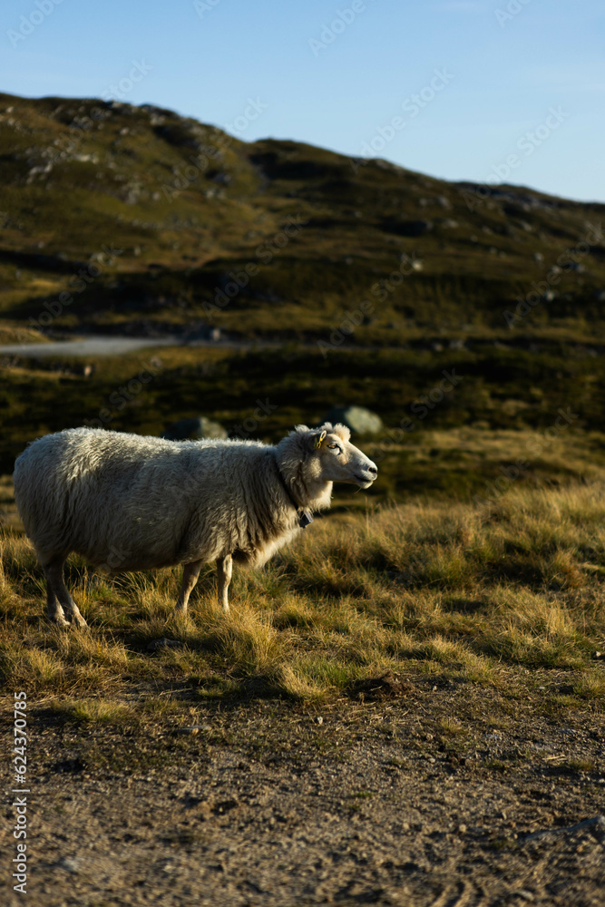 Fototapeta premium sheep on the hill