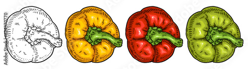 Sweet bell yellow, red, green pepper. Top view. Vintage hatching vector black illustration.