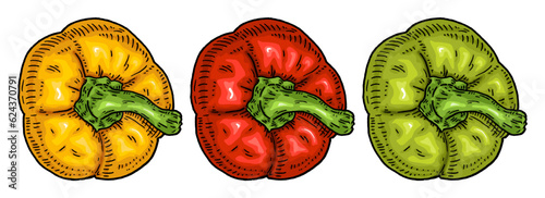 Sweet bell yellow, red, green pepper. Top view. Vintage hatching vector black illustration.
