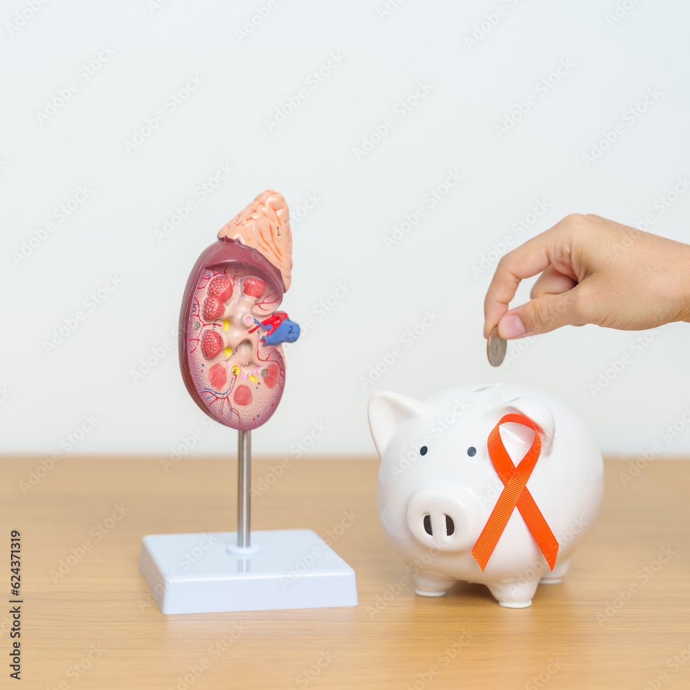 kidney Adrenal gland model with Piggy Bank and orange ribbon for